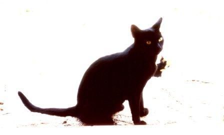 chat noir 01