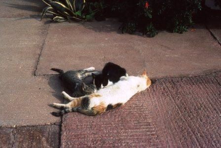 mére et ses chatons