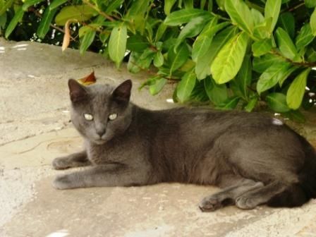 Chat gris de Cévennes couché