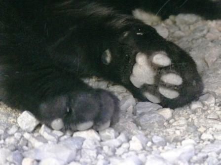 Pattes de chat blog