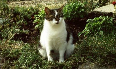 1980 - juillet - Minette