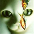 CHAT POISSONS