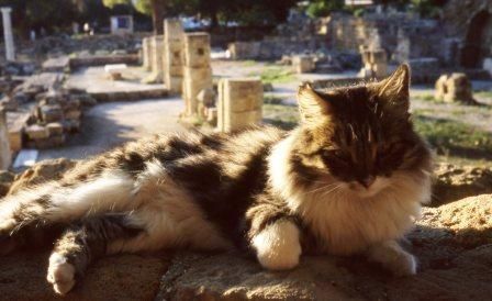 chat de Chypre