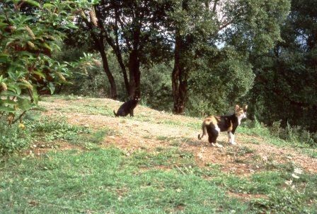 chats corses