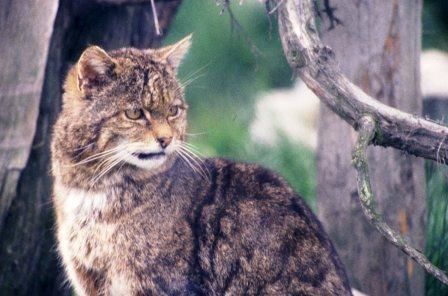 198 - highland wildlife park - chat sauvage - blog