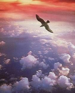 Oiseau
