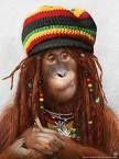 singe-rasta.jpg
