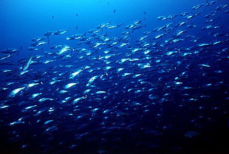 pesca_industrial_02.jpg