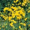fleur-jaune-pour-phyto.jpg