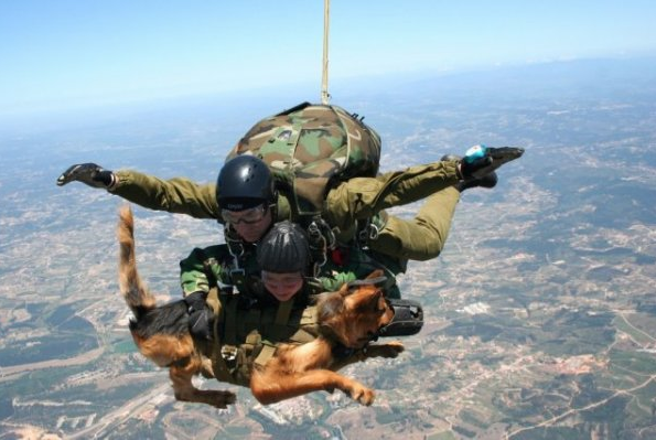 chien-qui-saute-en-parachute.PNG
