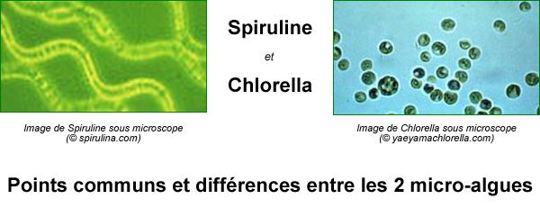 spiruline-et-chlorella-ss-microscope.jpg