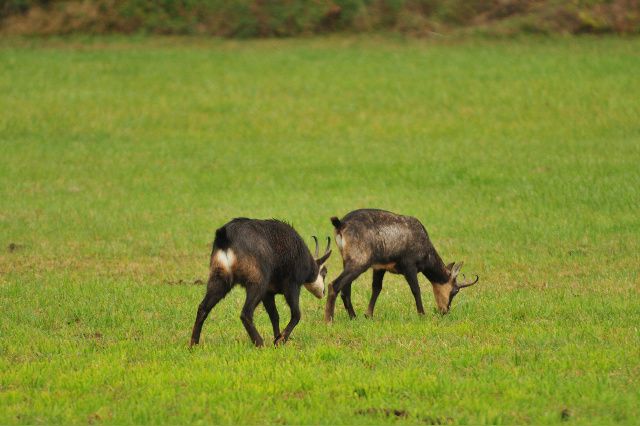 rencontres animales dans le massif jurassien