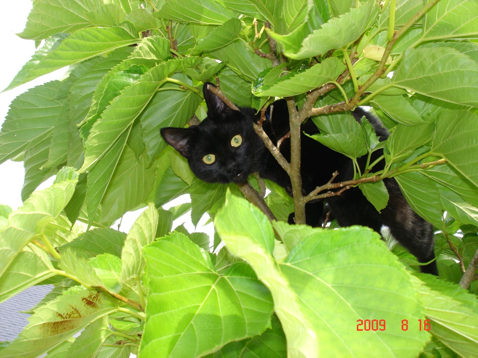 alice pays merveilles rencontre chat
