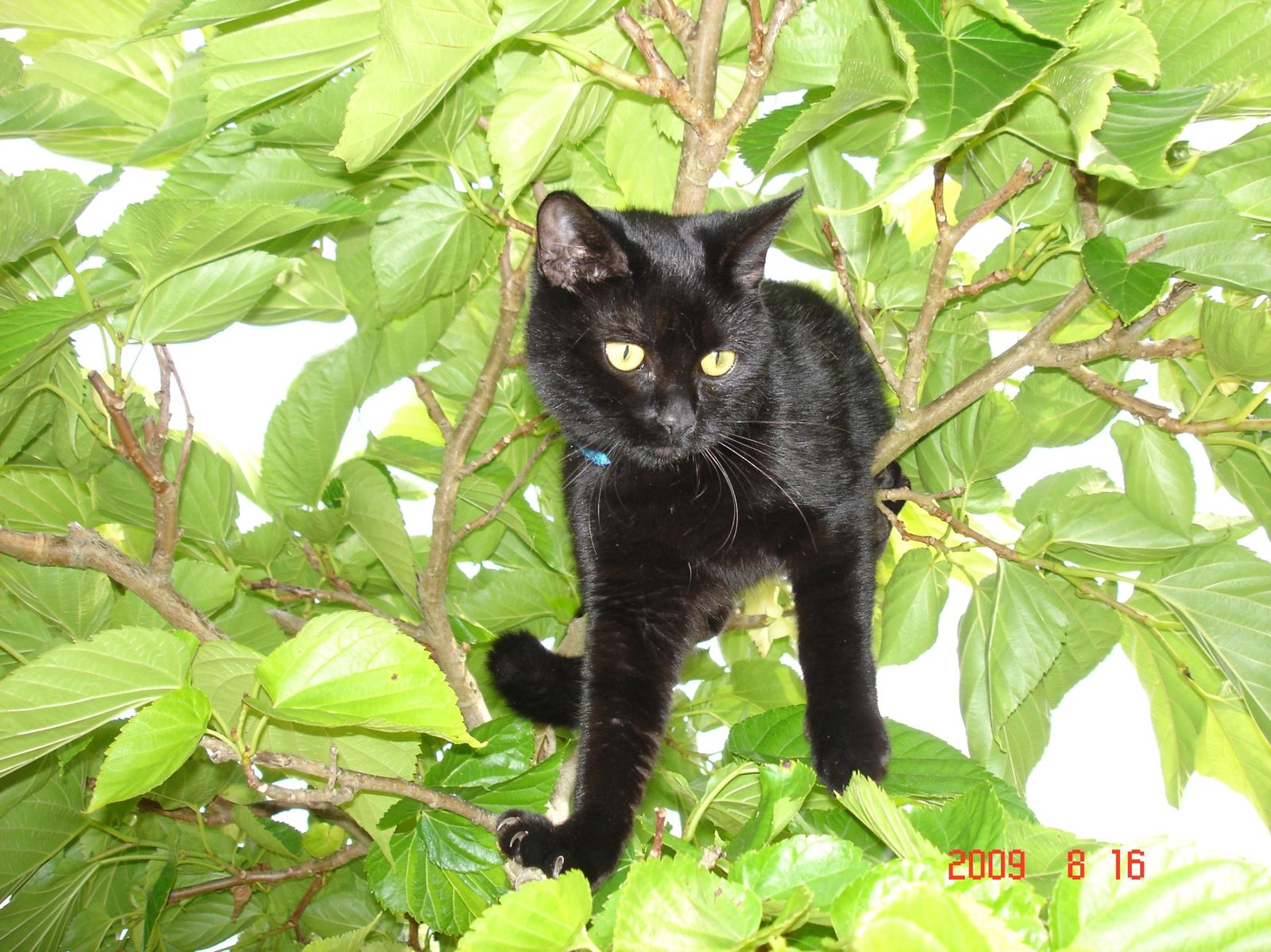 chat rencontre avec photo