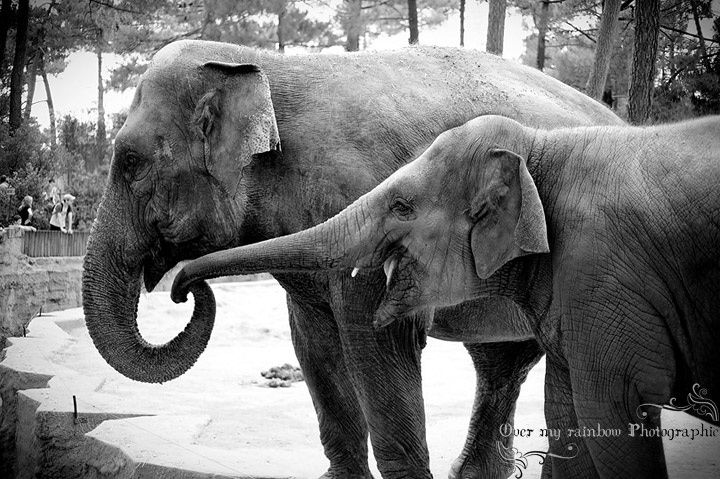 elephants-n-b-palmyre.jpg