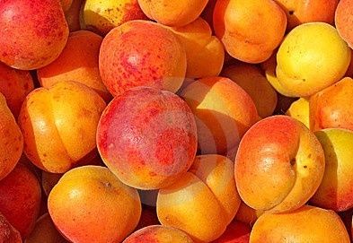 abricots1-e1281039616923.jpg