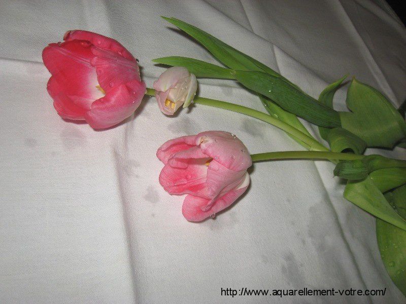 http://idata.over-blog.com/3/15/92/31/avec-vos-10-doigts/avec-vos-10-doigts-n-4/vos-tulipes--4.jpg