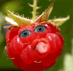 http://idata.over-blog.com/3/16/93/75/framboise.gif