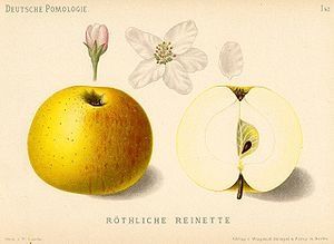 300px-Reine_des_reinettes.jpg