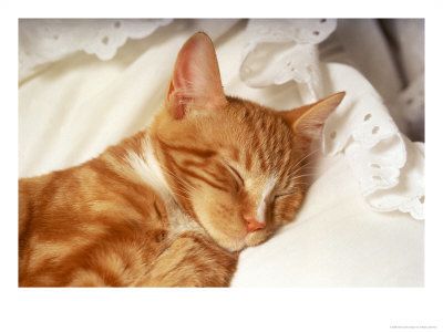 fredde-lieberman-orange-tabby-kitten-sleeping.jpg
