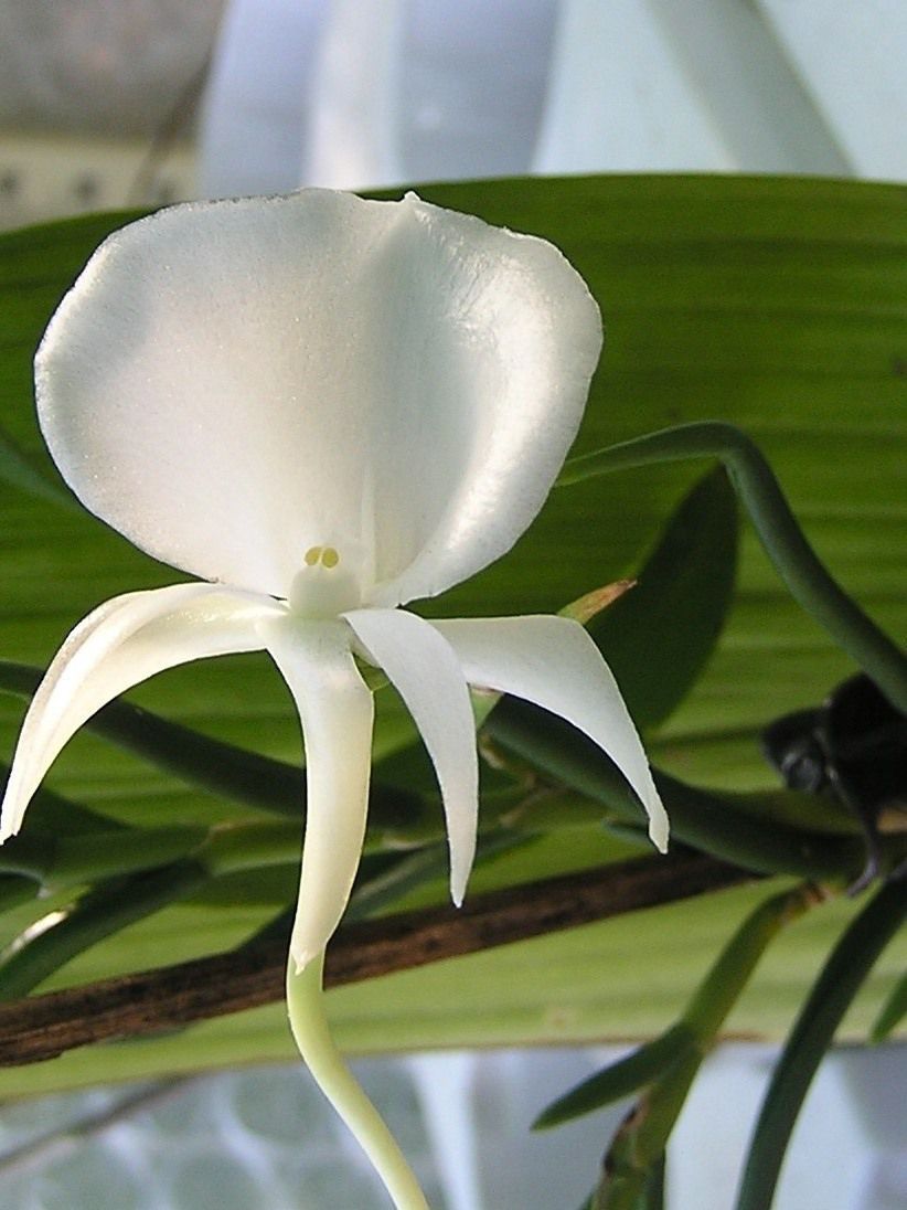 Orchidées exotiques, et endémiques cimenteront cet album de photos de collection personnelle.