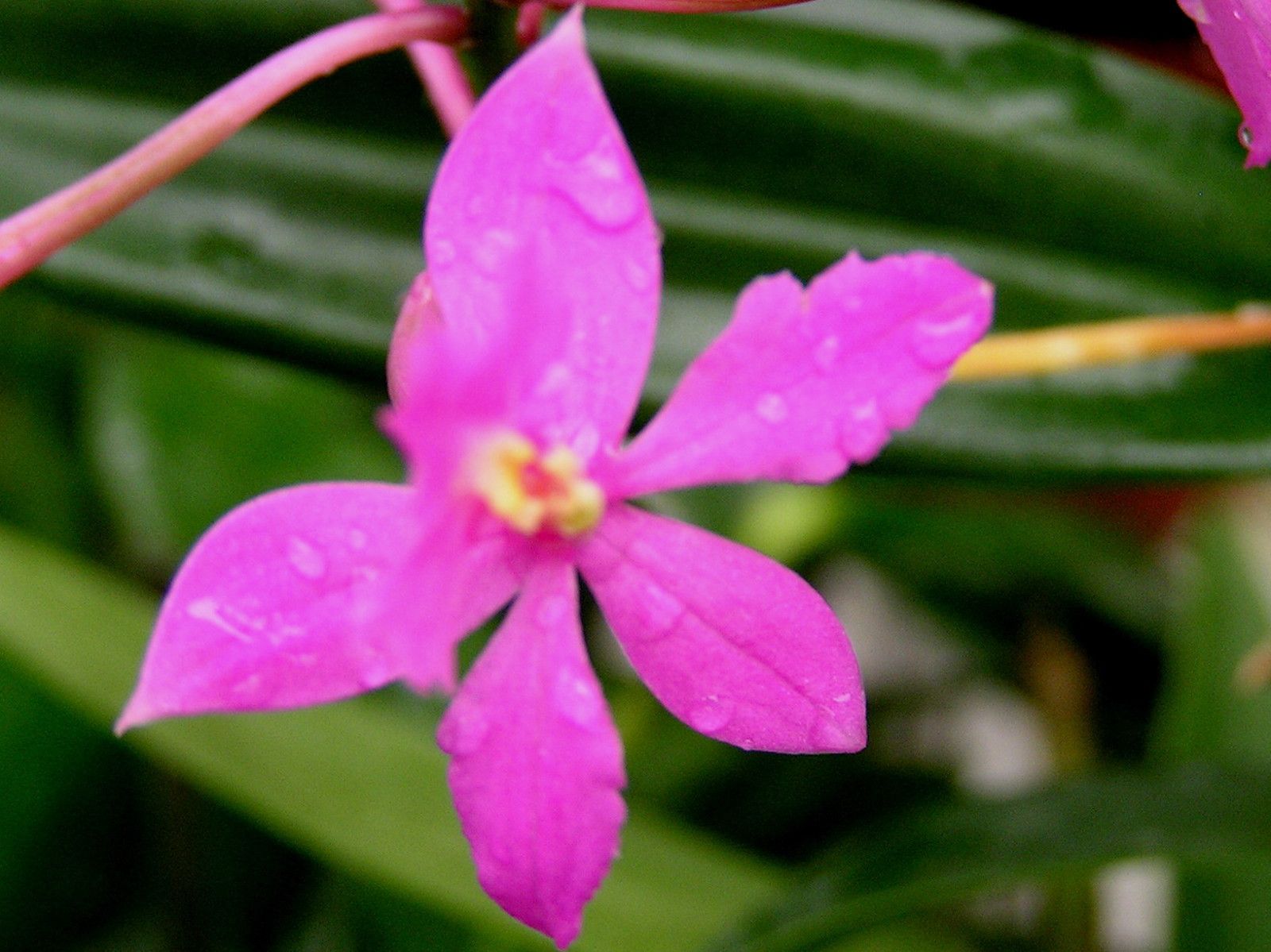 Orchidées exotiques, et endémiques cimenteront cet album de photos de collection personnelle.