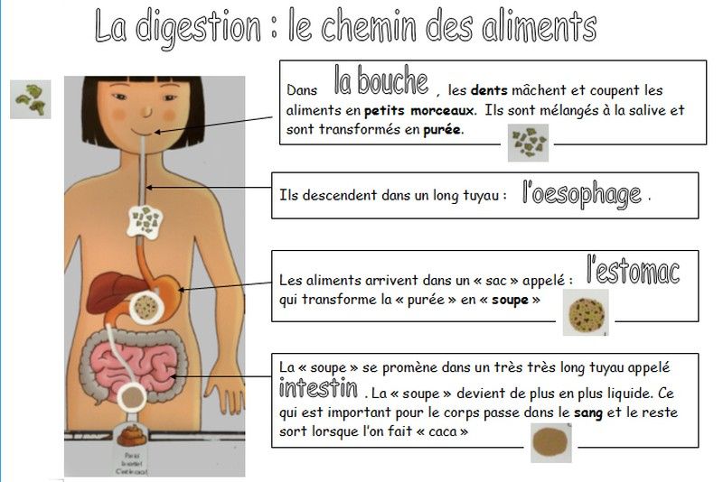 explication de la digestion http://maternelle-servins-2009.over-blog.com/article-la-digestion-avec-les-gs-40026991.html