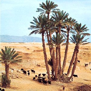 Therese-bechar.jpg