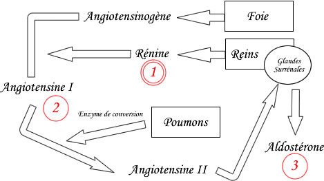 Renine_angio_aldo.jpg