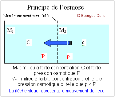 osmose_principe.gif