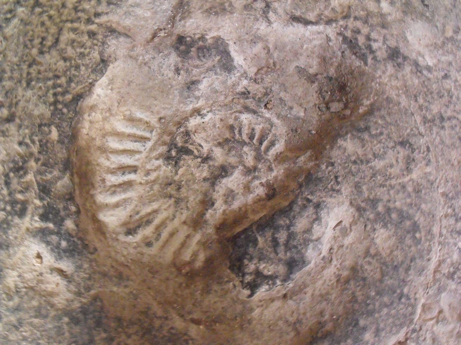 Fossile dans une des dalles de l'église.