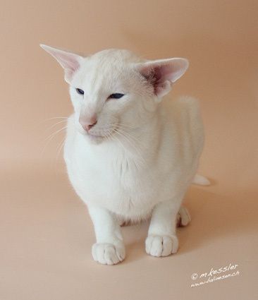 Tabby Point Siamese. Lilac+tabby+point+siamese