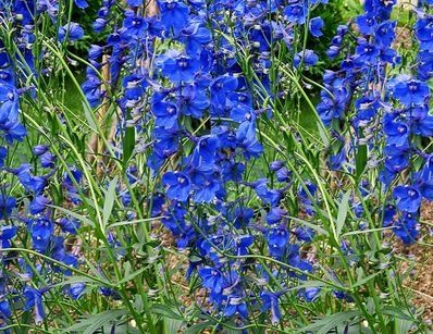 Delphinium belladona bleu