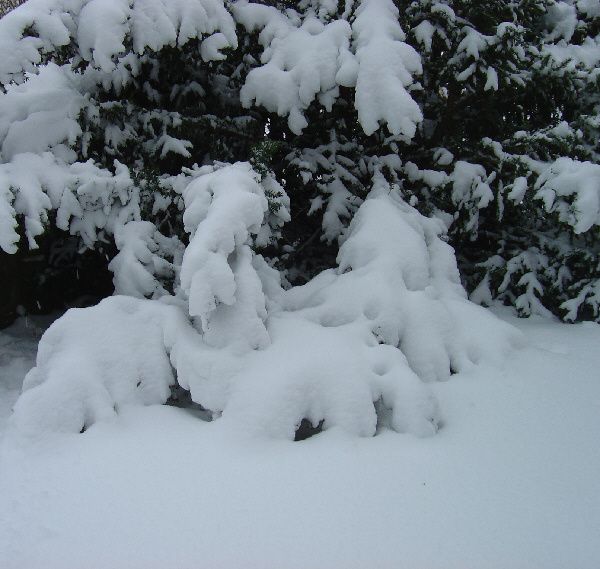 schnee 007