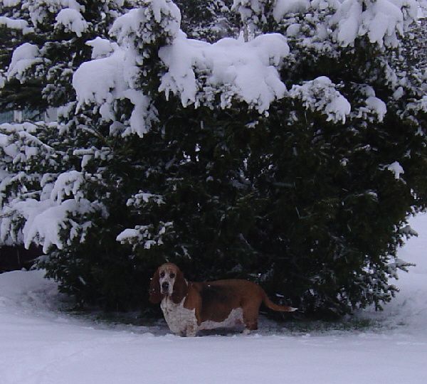 schnee 008