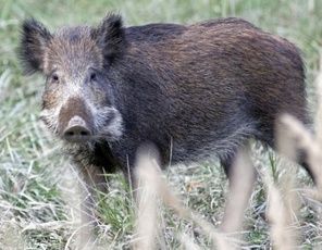 Autriche-les-sangliers-toujours-contamines-par-les-retombee.jpg