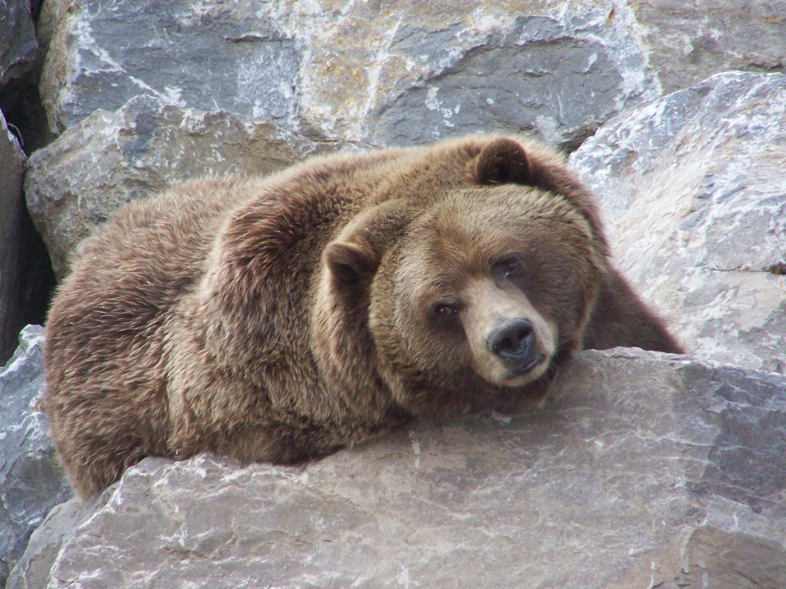 un ours polaire rencontre un grizzly