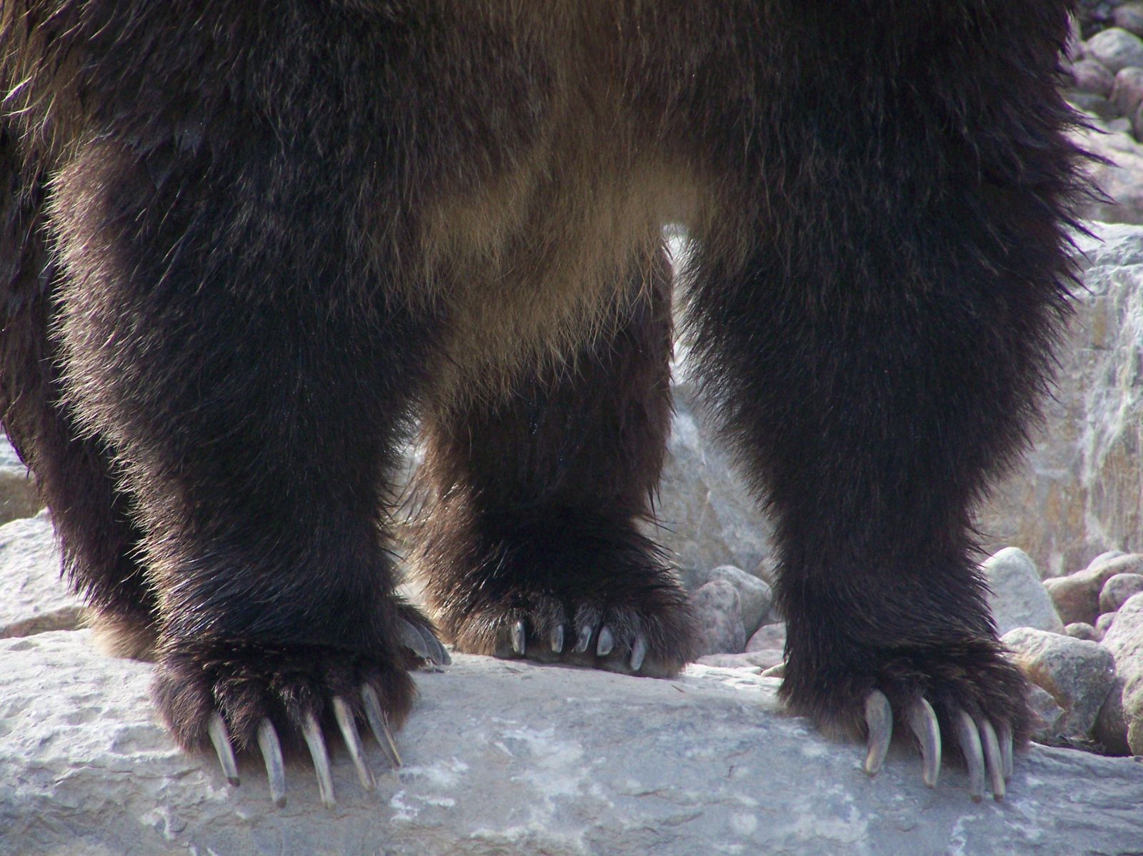 rencontre entre un ours polaire et un grizzly