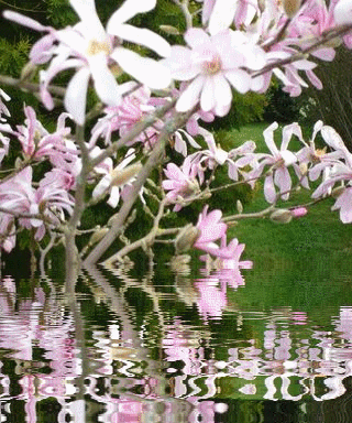 1236357751 magnolia