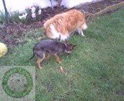 CHERIE ADOPTANTE (4)