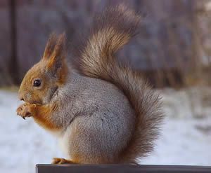 ecureuil-hiver
