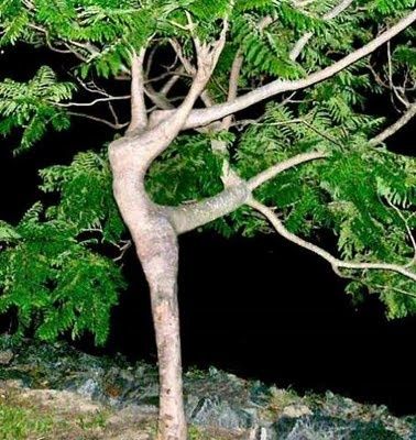 arbol-humano
