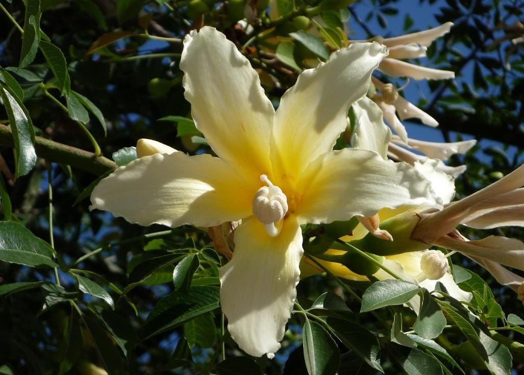 ceiba-flor.JPG
