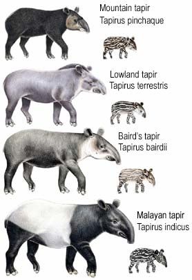tapir-combo-4-species_sm.jpg