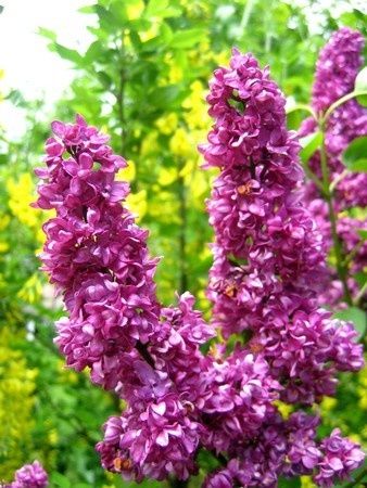 Lilas-copie-1.jpg