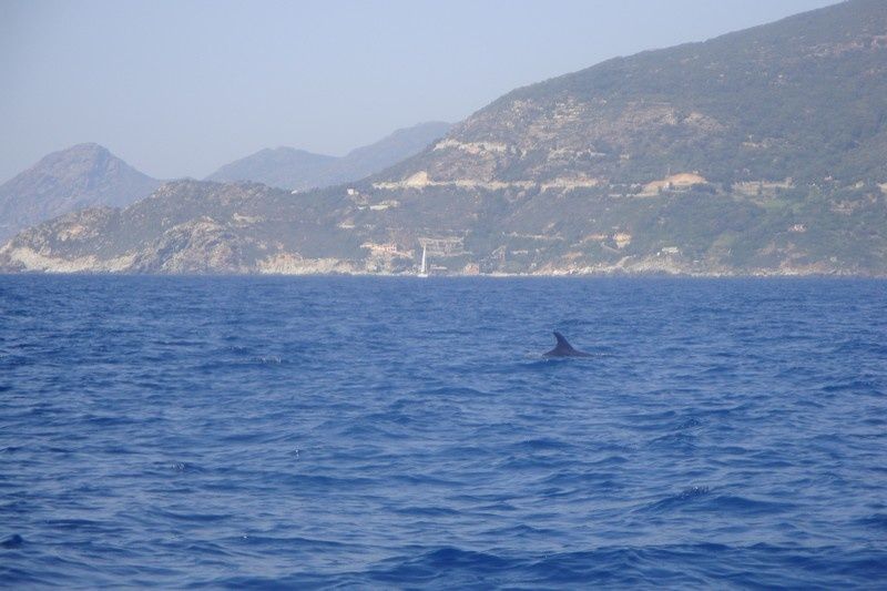 Rencontre avec les dauphins en corse