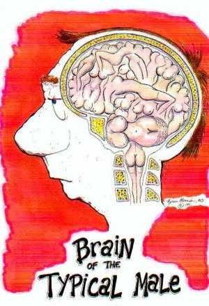 cerveau_homme.jpg
