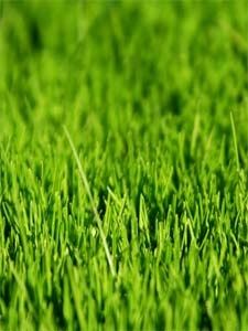 herbe