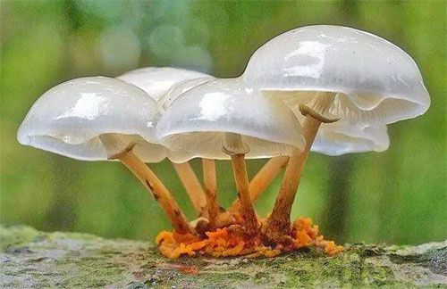 champignon.jpg