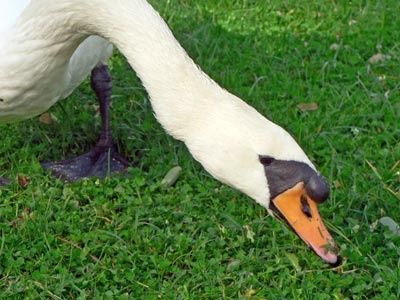 cygne2.jpg